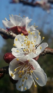 Apricot Blossom
