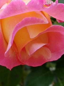 Sun Rose